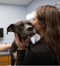 Forms & Visit Information | Skinner Animal Clinic
